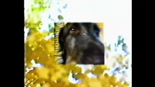 lluvias