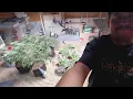TGC Monday Maintenance 90-Minute Hydration for Veg Flower