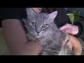 Milwaukee s first pet cafe gets an address