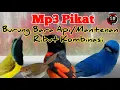 Download Lagu Suara Pikat Burung Bara Api,Mantenan Ribut Kombinasi