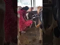 Lagu A naughty calf at Swami Bodhendral Mattham, me feeding cows on Ekadashi day. Recorded by my brother.