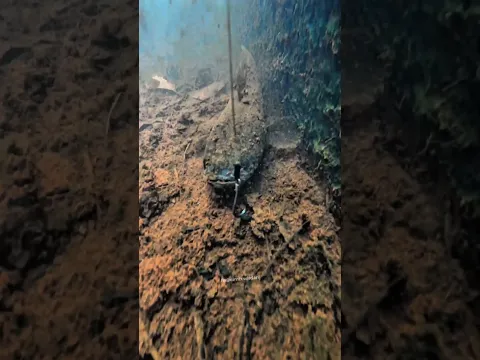 Ikan Channa Di Dasar Got