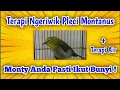 Download Lagu Terapi Pleci Monty ngeriwik