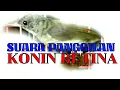 Download Lagu PANCINGAN SUARA KONIN BETINA GACOR - PIKAT KONIN JANTAN BIKIN GACOR