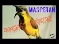 Download Lagu suara burung sogok ontong gacor untuk masteran murai batu, c.ijo.kacer.DLL