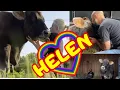 The EYES of the HEART Helen the BLIND COW is a LOVE she demonstrates RECOGNITION and AFFECTION