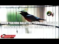 Download Lagu KONIN TANJUNG BALAI BARU SEKALI MABUNG SUDAH BEGINI !! MASTERAN KONIN FULL TEMBAKAN CUCAK CUNGKOK