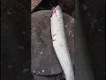 Download Lagu White Barracuda Cutting for Perfect Slices | Ocean Fresh Fish #shorts