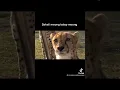 Download Lagu Suara cheetah, voice cheetah, funfact #shorts
