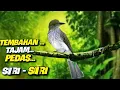 Download Lagu TEMBAKAN TAJAM PEDAS SIRI - SIRI || super gacor plus gemericik air