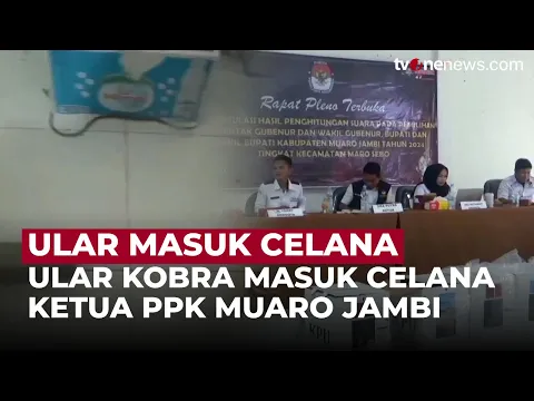 Heboh! Ular Kobra Masuk Celana Ketua PPK di Rapat Pleno Pilkada Muaro Jambi