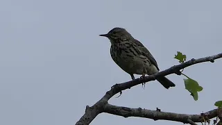 Tree Pipit  Tree Pipit