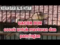 Download Lagu MASTERAN KERAK BASI ALIS HITAM GACOR DOR