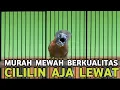 Lagu BUSET CUMA BURUNG OMBYOKAN || GACORNYA MEWAH CILILIN HITAM AJA LEWAT