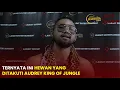INI HEWAN YANG DITAKUTI AUDREY KING OF JUNGLE