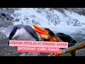 Download Lagu MASTERAN AUDIO JERNIH JINJING PETULAk VS TENGKEK UDANG BACAK SOUND SUARA AIR SUNGAI MENGALIR