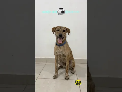 I Tested Real Pet Translator 😮 #shorts
