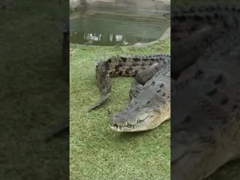 Fatal Attraction?? Hand feeding monster crocodiles! #crocodile #crocodiles #alligator #reptiles
