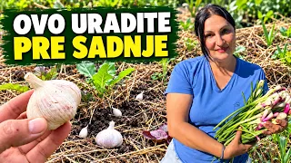 Vreme Je Za OZIMU SADNJU BELOG LUKA - Evo Šta Treba Da Znate