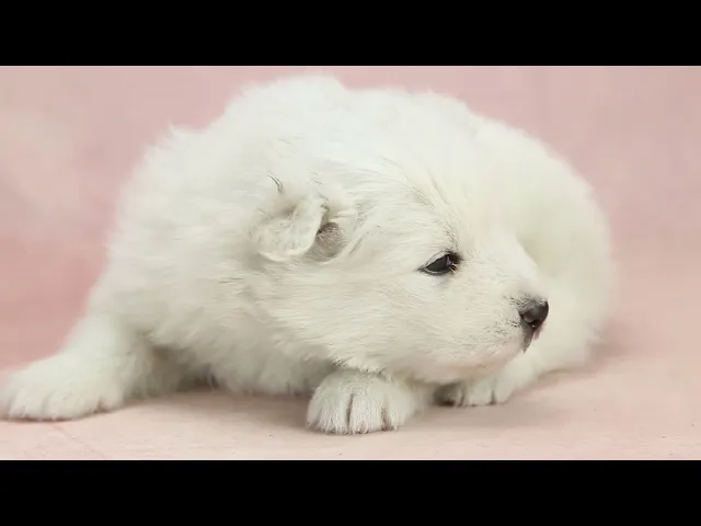 動画