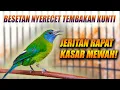 Lagu KASAR TAJAM S4DIS! MASTERAN KUNTI PANJANG FULL TEMBAKAN MATERI CUCAK KINOI GACOR BESETAN SPEED RAPAT
