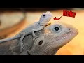 My Bearded Dragon had BABIES Here s What Happened