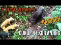 Download Lagu Berburu Babi Seru Lihatlah !! Cara 4 ekor Anjing terlatih mendapatkan seekor babi hutan
