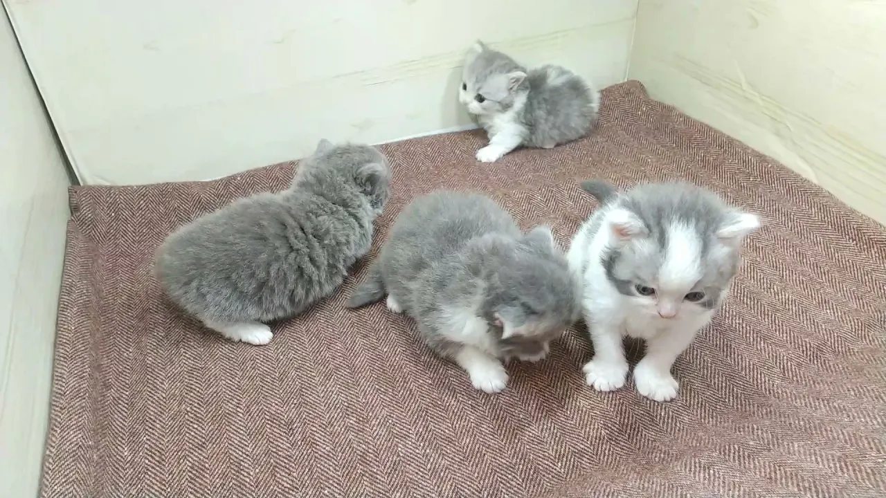 動画