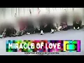 Download Lagu Undercover in Nederland - Miracle of love (afl. 51) SBS6