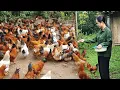 Download Lagu Lien's peaceful days in the new land, perhaps she was right in choosing to leave NAM's farm.