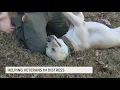 North Carolina nonprofit helping veterans readjust after combat with furry friends