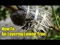 Download Lagu How To Air Layering Lemon Tree