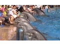Download Lagu Dolphin Days (Full Show) at SeaWorld San Diego on 8/30/15