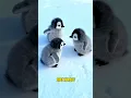 Lagu Baby Penguins: 4 Adorable Facts You Must Know!