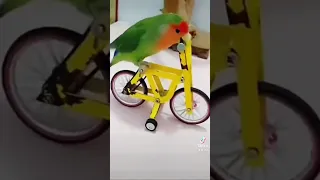 طير روز ذكي 