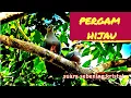 Download Lagu Amazing !! suara asli pergam hijau memangil koloninya