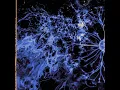 Paralyzed - Sleep Theory