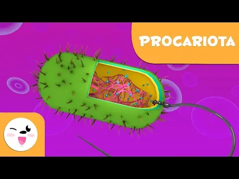 Download MP3 La célula procariota y sus partes - Ciencias Naturales- Vídeo educativo para niños