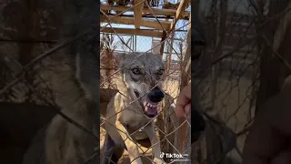 الذئب المتوحش  الذئب المتوحش
