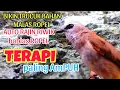 Download Lagu TERAPI BURUNG TRUCUKAN BAHAN STRES AGAR CEPAT GACOR RIWIK ROPEL