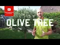 All you need to know about Olive tree Olea europea