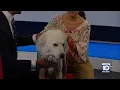 Humane Society of Broward County searching to find a permanent home for their furry friends
