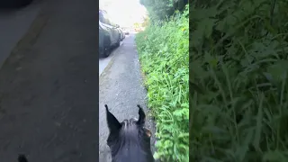 #fyp #dream #doberman #pets #vlog