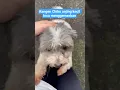 Lagu KANGEN CHIKO ANJING KECIL LUCU #shorts#anjing#anjingkecil#anjinglucu#anjingmenggemaskan#doglover#fyp