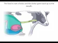 Ruminants - Natural Science