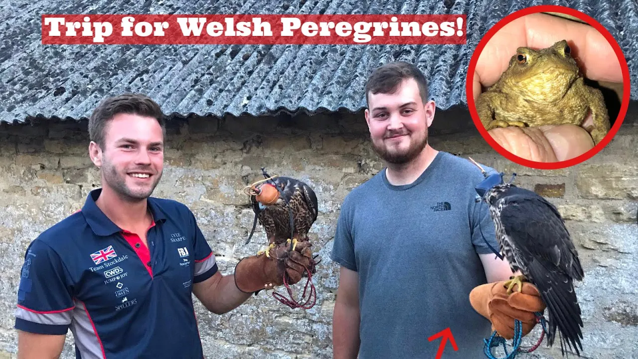WEEKLY VLOG: Trip for Welsh Peregrines, Peregrine Falcon Training, Finding our Ancestors & More