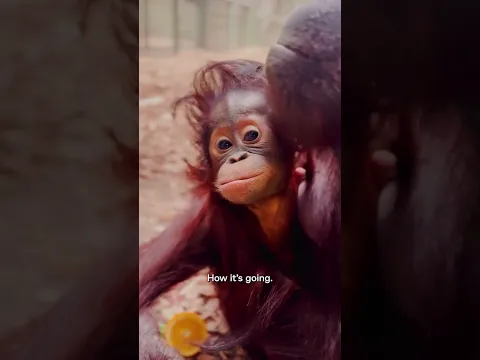 Orangutan conservation π₯Ήπ¦§Β