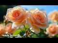 Download Lagu A beautiful autumn melody🌺Autumn🌺The most beautiful melody in the world🌺Autumn leaves