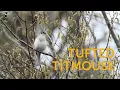 Tufted Titmouse