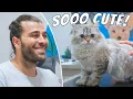 Download Lagu Kucing Bola Bulu yang Menggemaskan! (Kucing Tertampan yang Pernah Ada!?)